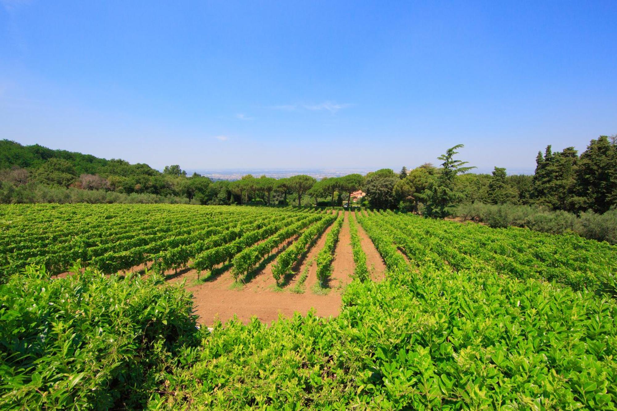 Frascati Country House Grottaferrata Exteriér fotografie